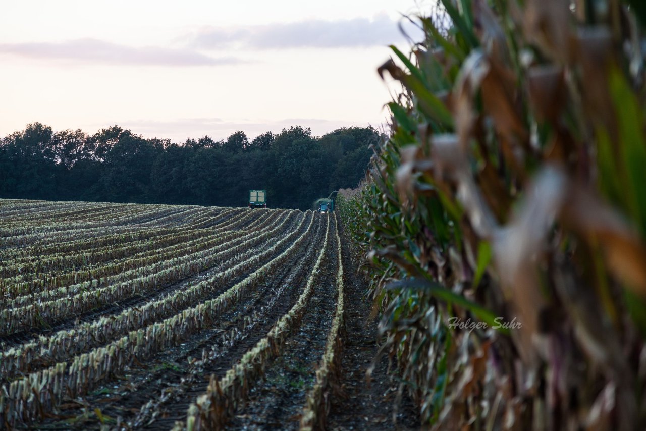 Bild 31 - Maisernte am 11.10.12